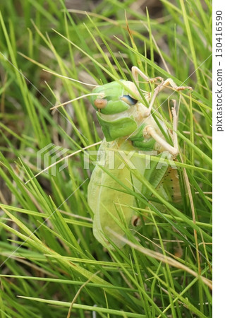 剛剛蛻皮的飛蝗 130416590