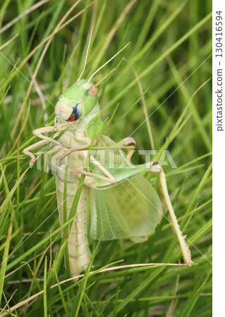 剛剛蛻皮的飛蝗 130416594