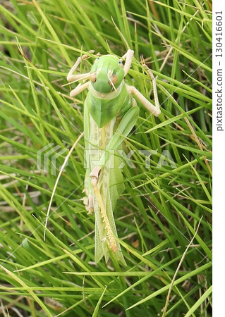 剛剛蛻皮的飛蝗 130416601