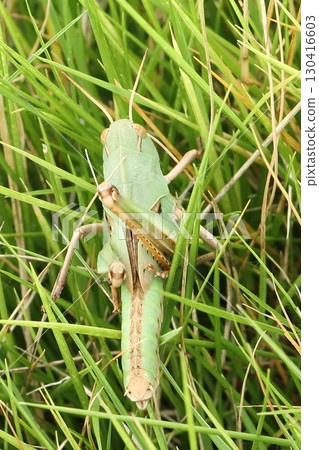 剛剛蛻皮的飛蝗 130416603