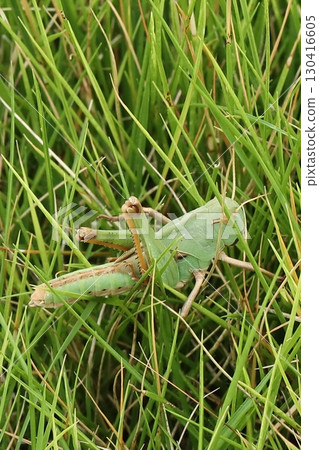 剛剛蛻皮的飛蝗 130416605