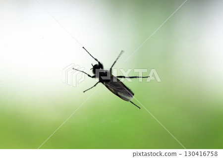 Close-up view of a black flying insect perched on a glass surface 130416758