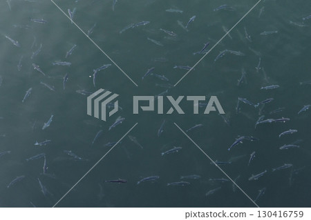 Top-down view capturing a group of fish in clear, calm waters 130416759