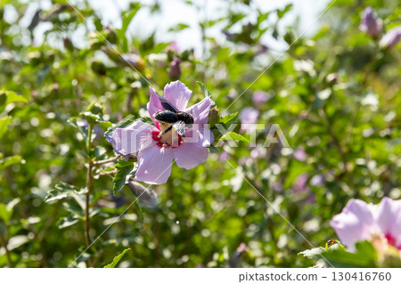 Carpenter bee. Beautiful scene of a bee collecting nectar from a purple flower 130416760