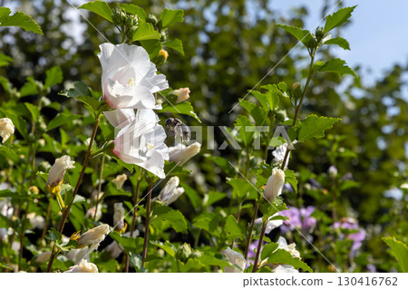 A bee collecting nectar from a purple flower framed by green foliage 130416762