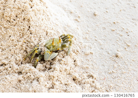 A detailed view of a crab resting on a sandy terrain 130416765
