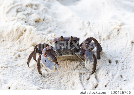 A detailed view of a crab on a sandy beach, highlighting its unique features A detailed view of a crab on a sandy beach, highlighting its unique features 130416766