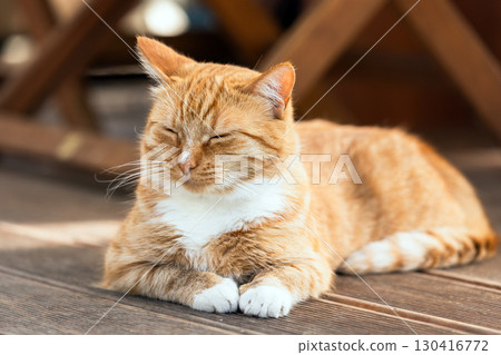 Content red cat serenely relaxing on a wooden deck, basking in warm sunlight Content red cat serenely relaxing on a wooden deck, basking in warm sunlight 130416772
