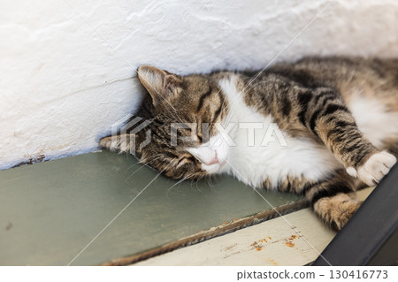 A serene image of a tabby cat peacefully sleeping on a wooden surface A serene image of a tabby cat peacefully sleeping on a wooden surface 130416773