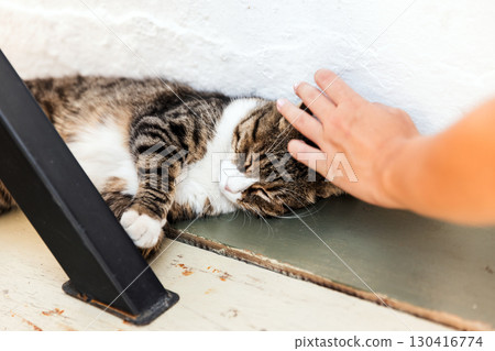 A serene image of a cat lying peacefully while being petted by a kids hand, A serene image of a cat lying peacefully while being petted by a kids hand, 130416774