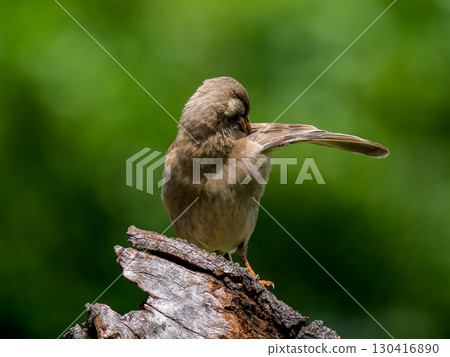 Mokudori堅持樹木 Mokudori堅持樹木 130416890