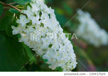 Kashiwaba繡球花 130417020