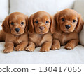 Three brown puppies sitting comfortably on a white sofa with white background. 130417065