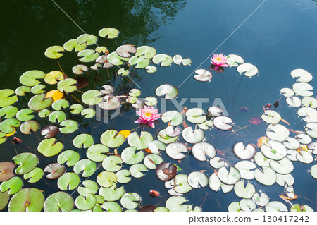 water lily in the pond on a bright sunny day water lily in the pond on a bright sunny day 130417242