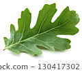 A single fresh green oak leaf on white background 130417302