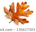 A single brown oak leaf on white background, concept of Autumn season	 130417303