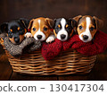 Four puppies in a rattan basket with grey and red knitted blankets with dark background. 130417304