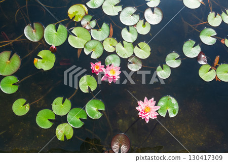 Beautiful pink water lily in a pond with green leaves. 130417309