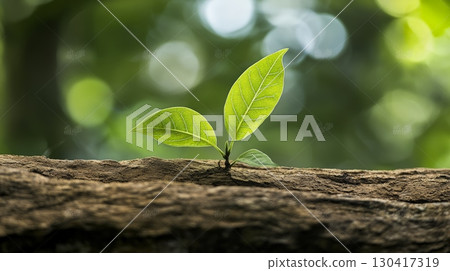 Small plant thriving from a decaying log, surrounded by a soft, blurred green bokeh background, symbolizing rebirth, ecological balance, and the importance of environmental conservation Small plant thriving from a decaying log, surrounded by a soft, blurred green bokeh background, symbolizing rebirth, ecological balance, and the importance of environmental conservation 130417319