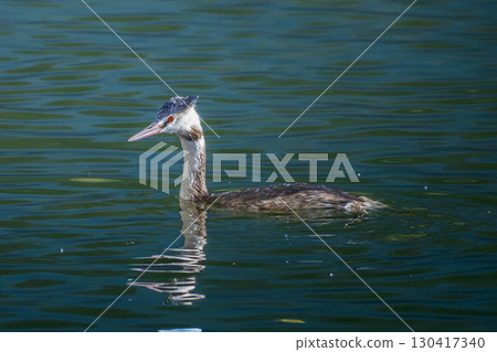 Great Crested Grebe swimming in the pond 130417340