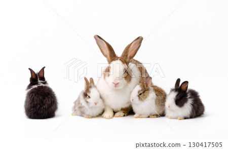 Mother rabbit and four newborn bunnies on white background 130417505