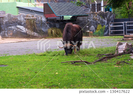 muskox (Ovibos moschatus) on a lawn in a zoo enclosure muskox (Ovibos moschatus) on a lawn in a zoo enclosure 130417622