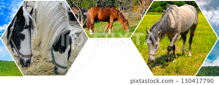 Collage of Horses in Fields. Farm Animals Hexagon Mosaic 130417790