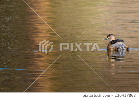 Grebe swimming in the pond, copy space 130417868