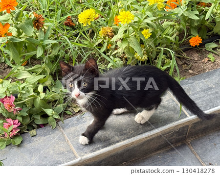 Black kitten with white paws walks near flowers in garden setting. Exploration, innocence and domestic companionship captured in outdoor nature scene with curious presence. 130418278