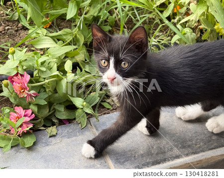 Black kitten with white paws walks near flowers in garden setting. Exploration, innocence and domestic companionship captured in outdoor nature scene with curious presence. Black kitten with white paws walks near flowers in garden setting. Exploration, innocence and domestic companionship captured in outdoor nature scene with curious presence. 130418281