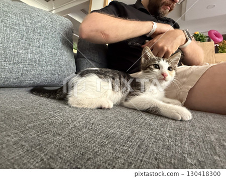 Kitten rests on sofa beside person wearing shorts and wristband indoors. Domestic life, companionship and emotional connection between pet and human showing care, trust, and calm presence. 130418300
