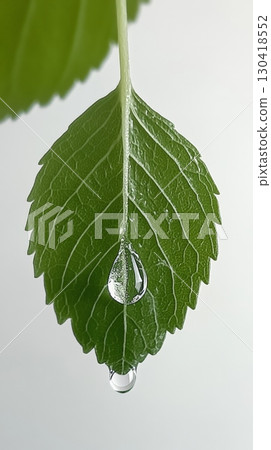Single, glistening water droplet forms at the tip of a vibrant green leaf, capturing the essence of nature's delicate beauty and the refreshing aftermath of rain 130418552