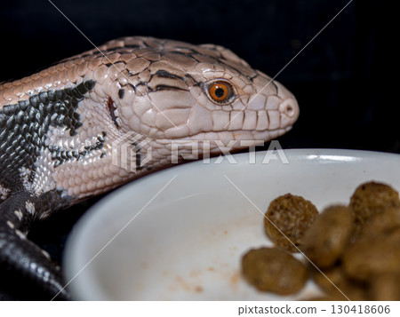 Aodita蜥蜴 130418606