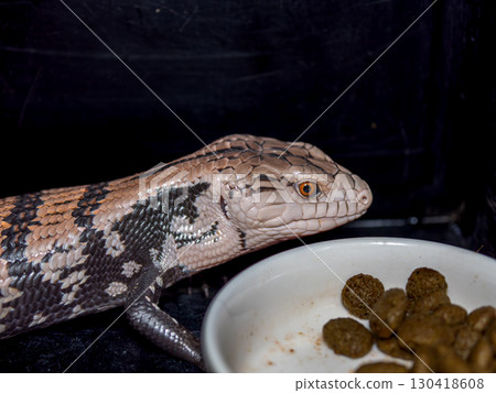 Aodita蜥蜴 130418608