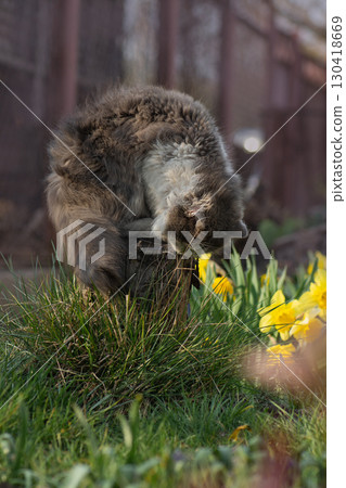 Funny face cat sitting and eating fresh green grass. Beautiful curious cat eating cat grass. Funny face cat sitting and eating fresh green grass. Beautiful curious cat eating cat grass. 130418669