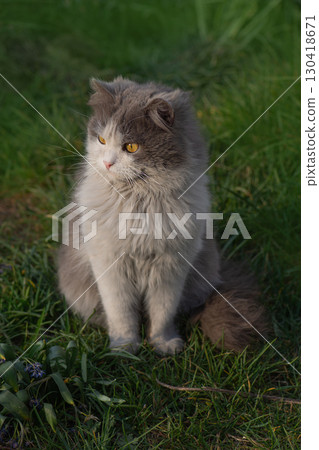 Cat resting in long grass on summer day. Adult domestic cat sitting in grass. Cat resting in long grass on summer day. Adult domestic cat sitting in grass. 130418671