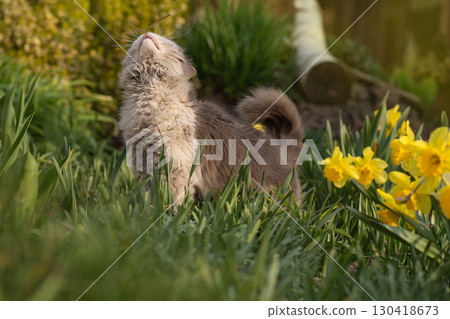Excited cat is outside in the garden for the first time 130418673
