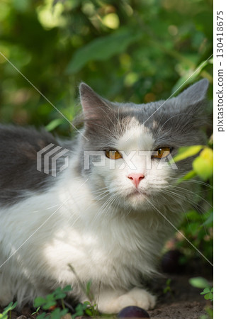 Cat friendly garden including safe non poisonous garden plants 130418675