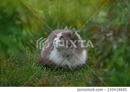 Outdoor cats physical activity in the garden. Outdoor cats photo. 130418685