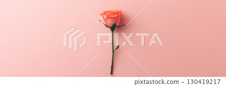 Peach rose lying on a pink background, celebrating valentine's day, women's day, mother's day, or any spring occasion with elegance and beauty 130419217