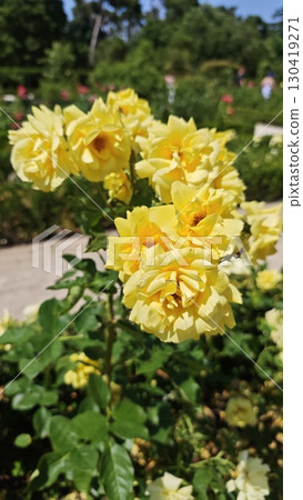 Bright yellow roses blooming in a garden under the summer sun 130419271