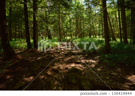 A mountain trail with beautiful sunlight through the trees A mountain trail with beautiful sunlight through the trees 130419944