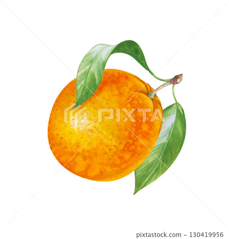 Bright round orange with green leaves, hand-drawn. Watercolor illustration of a juicy fruit isolated on a white background. Proper nutrition. Gardening. Clipart. 130419956