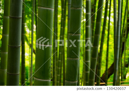 與竹林的風景 130420037
