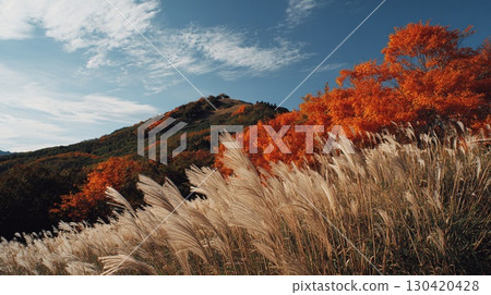 山上鮮豔的秋葉和在秋風中搖曳的紫芒 | 秋天,風景,自然,背景,壯麗景色,日本 山上鮮豔的秋葉和在秋風中搖曳的紫芒 | 秋天,風景,自然,背景,壯麗景色,日本 130420428