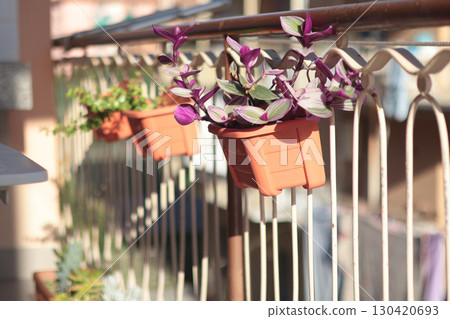 Flowers, succulents on balcony in hanging pots in morning. Traditional houses, Italy. Summer morning and sunlight. Nature and lifestyle. 130420693
