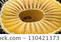 菠蘿橫截面，像太陽一樣閃耀 130421373