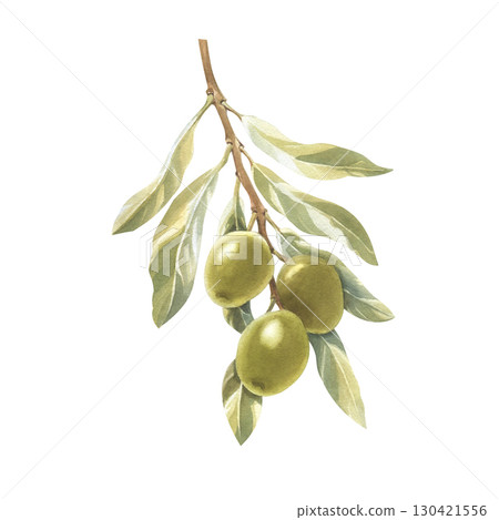 Olive tree branch with fruits. Watercolor illustration for packaging design, for edible oil production. 130421556