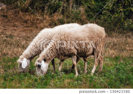 Two Sheep Gazing in Green Summer Field 130421580