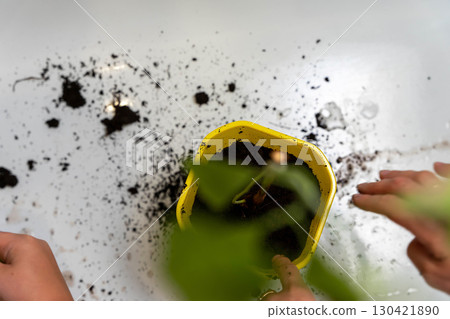 Flower transplanting process with yellow pot and spilled soil, gardening concept Flower transplanting process with yellow pot and spilled soil, gardening concept 130421890